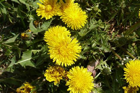 Best Dandelion Killer: 9 Options To Demolish Weeds | Epic Gardening