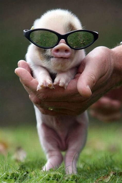 Skip the Sunglasses and wear your Shades at Night | Cute piglets, Cute animals, Cute funny animals