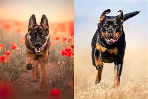 Belgian Malinois vs Rottweiler: What's The Difference? • helloBARK!