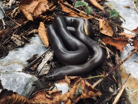 Northern rubber boa | Smithsonian Photo Contest | Smithsonian Magazine