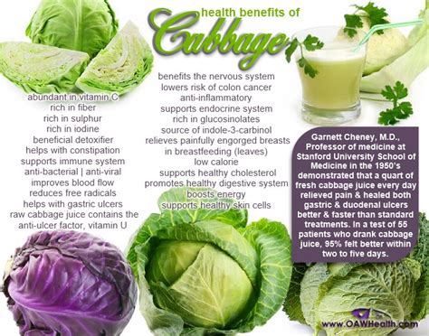 25 Amazing Health Benefits of Cabbage - OAWHealth