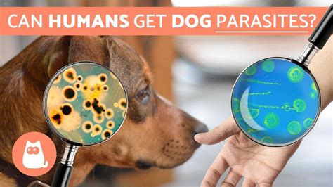 Can Humans Get PARASITES From DOGS? – Zoonotic Diseases – Pet News Live