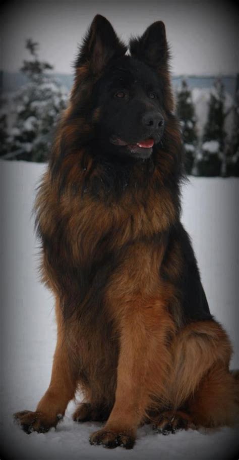 What a gorgeous Shepherd. www.capemaysbest.com | Dog gone it... | German shepherd dogs, Shepherd ...