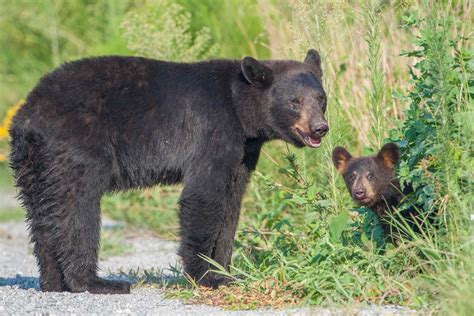 Black Bear and Cub at the Alligator River NWR - Travel 4 Wildlife