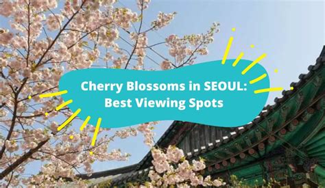 Cherry Blossoms in Seoul: 7 Best Viewing Spots - KKday Blog