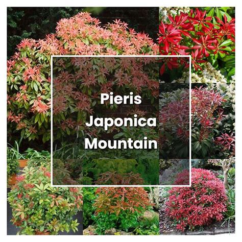 How to Grow Pieris Japonica Mountain Fire - Plant Care & Tips | NorwichGardener