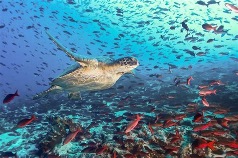 Short Pigeon Island Snorkeling Experience 2024 - Sri Lanka