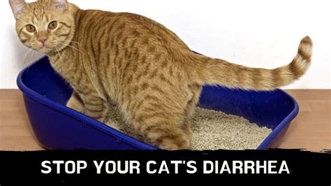 How to stop your cat's diarrhea || cat diarrhea treatment - YouTube