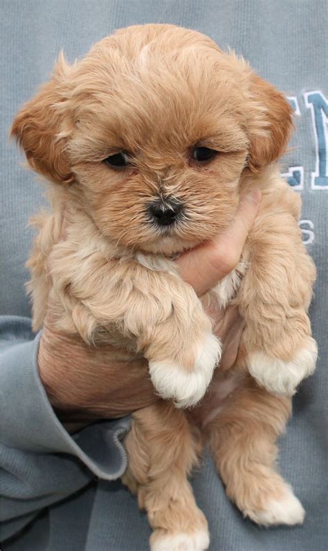 Shihpoo puppy. cutest paws ever! so darn cute:::.: Super Cute Puppies, Cute Little Puppies, Cute ...