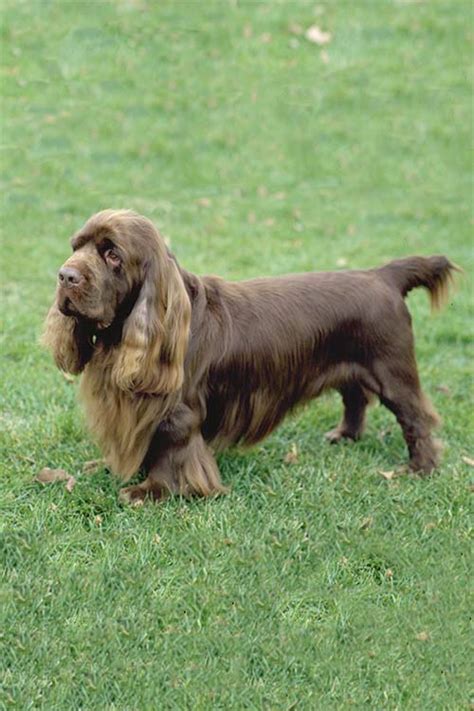 Sussex Spaniel Dog Breed Information | Sussex spaniel, Dog breeds ...