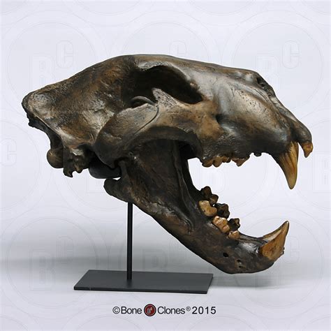 American Lion Skull Tarpit Finish - Bone Clones - Osteological ...