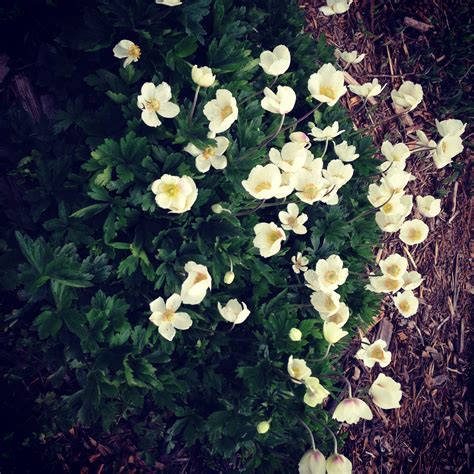 Anemone May 2013 LiveLifeWhole.com | Urban garden, Front yard, Organic ...