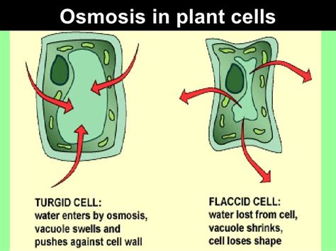 37+ What happens when animal cells are placed in hypertonic solution ...