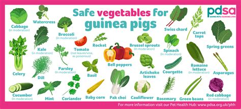 Guinea Pig Food List Printable PDF Safe Fruits Vegetables Finland | ubicaciondepersonas.cdmx.gob.mx