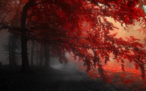 Red Forest Autumn wallpaper | nature and landscape | Wallpaper Better