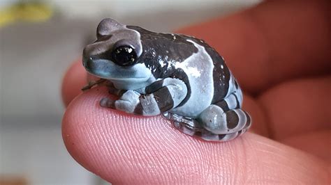 Mr. Puddles. Our baby Amazon Milk Frog. He has a body length of about 2cm and a body width of ...