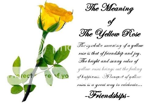 Yellow Roses Meaning Pictures, Images & Photos | Photobucket