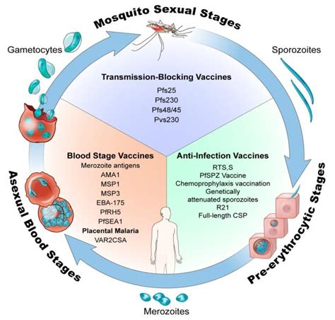 Laboratory of Malaria Immunology and Vaccinology | NIAID: National ...