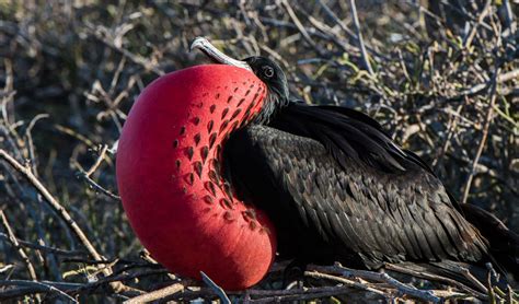 Frigatebird | Go Galapagos