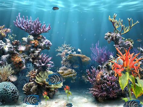 Download Coral Reef Aquarium Screensaver Torrent | 1337x