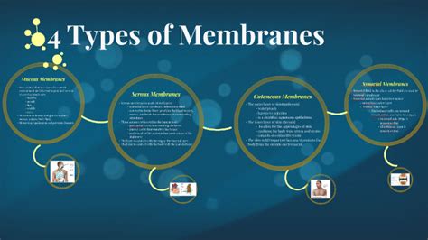 4 Types of Membranes by Nicole Chan on Prezi