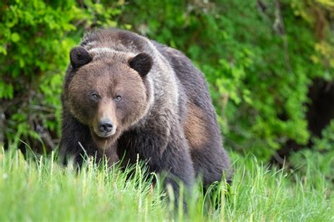 Grizzly bear attacks mountain biker in Montana: authorities