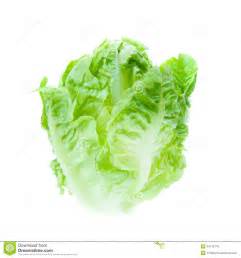 Green Iceberg lettuce stock photo. Image of lifestyle - 44172776