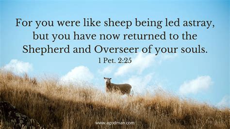 Christ is the Chief Shepherd, the Shepherd of our Souls, and our Eternal Shepherd