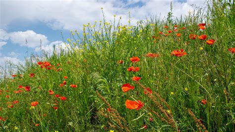 hills, pretty, grass, beautiful, sky, snowy, mountain, wildflowers, slope, landscape, meadow HD ...