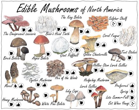 Edible Mushroom Guide North America Mushroom Lovers Gift | Etsy