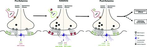 Ketamine's inhibition of the NMDA receptor results in increases in ...