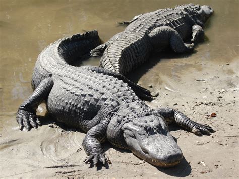 60 Wildlife Crocodiles Photography – Themes Company – Design Concepts ...