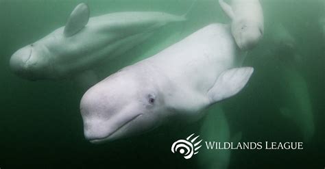 Wildlands League: Ontario Initiatives Aimed At Preserving Beluga Whales ...