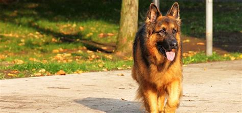 Top 10 Most Intelligent Dog Breeds | Mypetzilla