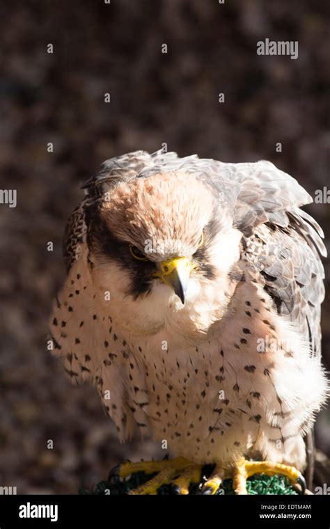 Juvenile Peregrine Falcon Stock Photo - Alamy