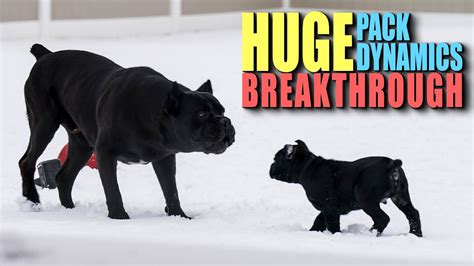 Bruce Wayne & Puppy Pack Dynamics BREAKTHROUGH - Cane Corso - YouTube