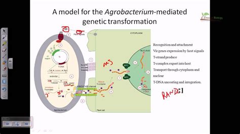 Agrobacterium mediated gene transformation in plants - YouTube