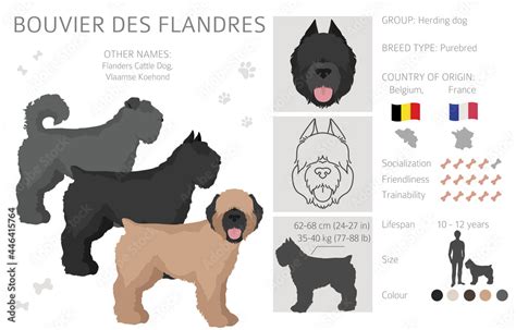 Bouvier des Flandres clipart. Different coat colors and poses set Stock Vector | Adobe Stock