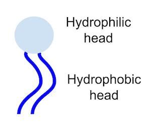 Hydrophobic | Definition, Effect & Examples - Lesson | Study.com