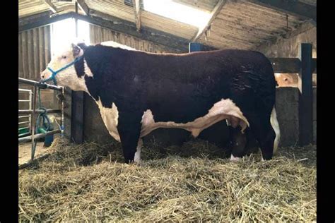 4 Pedigree Hereford Breeding Bulls, Young Bulls | SellMyLivestock - The Online Livestock Marketplace