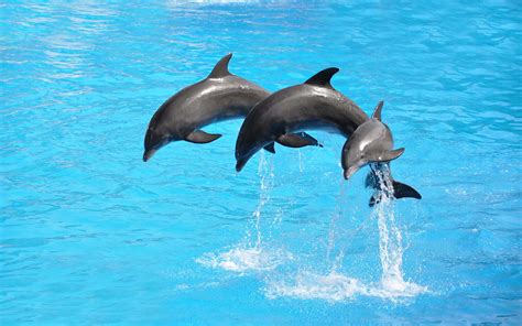 Mystic Aquarium: Exhibits, Encounters, Shows and 4D Movies