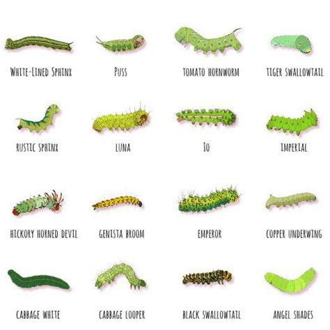 Green Caterpillar Identification Guide: 18 Common Types | Garden insects, Butterfly garden ...