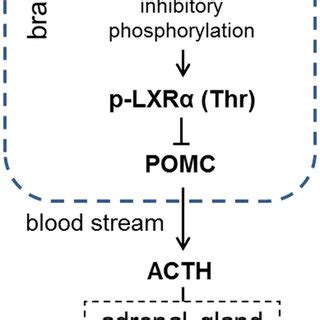 Proposed mechanism of the antihyperglycemic action of metformin action... | Download Scientific ...