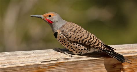 Bird of the Week – The Northern Flicker – Pajarito Environmental ...