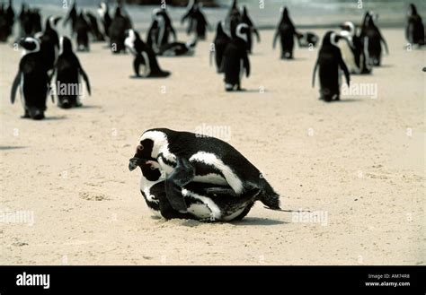 Mating african Penguin at The Boulders a swimming and nesting spot of a ...