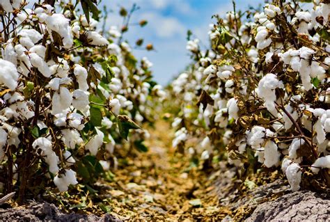 What Will it Take for Farmers to Grow More Organic Cotton? | Civil Eats