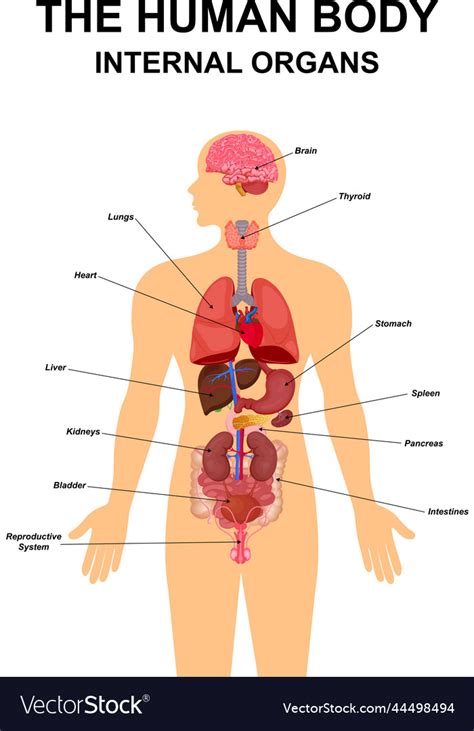 Organ Map Diagram Of Human Body Internal Organs Functions | lupon.gov.ph