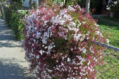 Jasminum Polyanthum Pink Jasmine Vine Plant Small 2 Inch - Etsy Canada