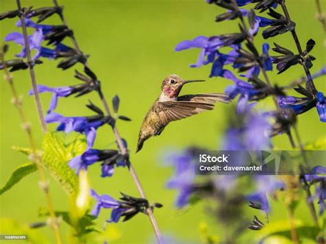 Hummingbird Pollination Stock Photo - Download Image Now - Bird Watching, Flower, Pacific ...