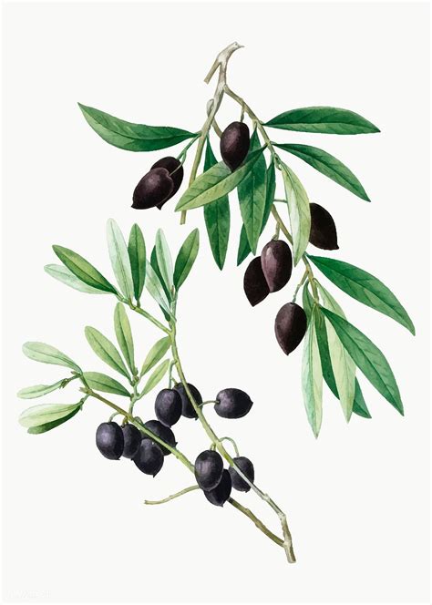 Download premium vector of Vintage olive tree branch vector 568830 ...